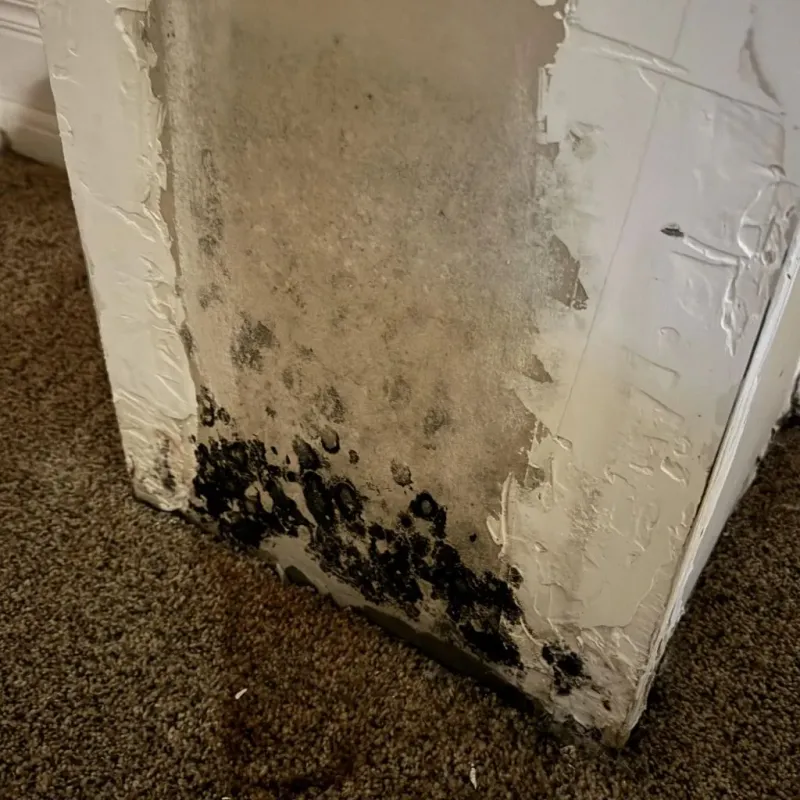 Professional Mold Removal in Mandeville, LA